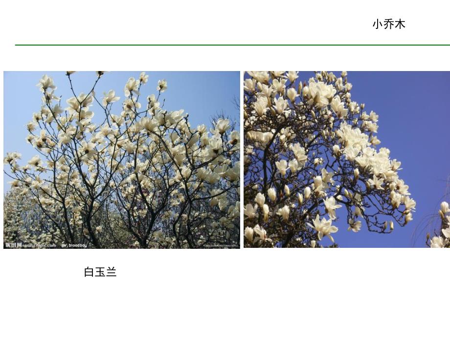 常见园林植物图谱.ppt_第2页