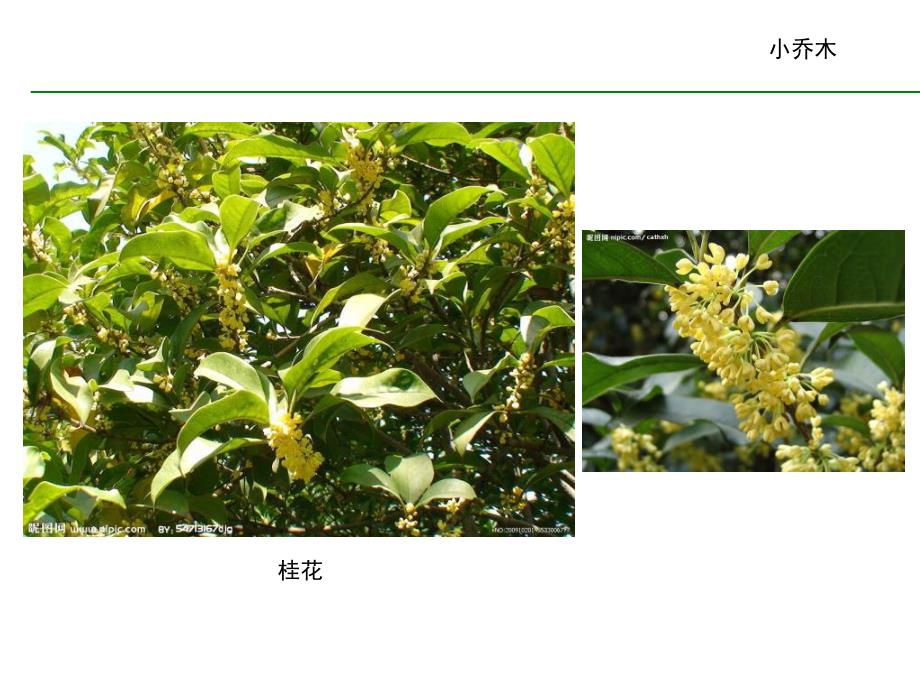 常见园林植物图谱.ppt_第3页