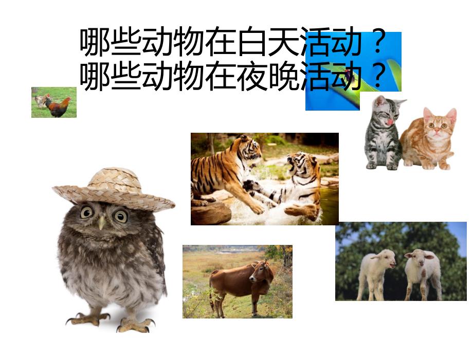 常见昆虫图片名称.ppt_第2页