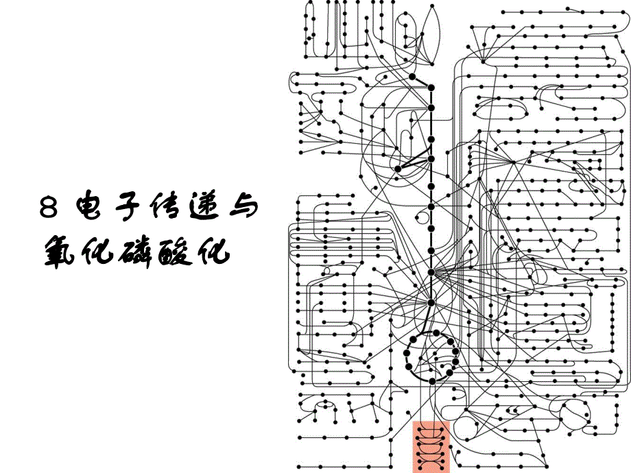 8电子传递与氧化磷酸化1.ppt_第1页