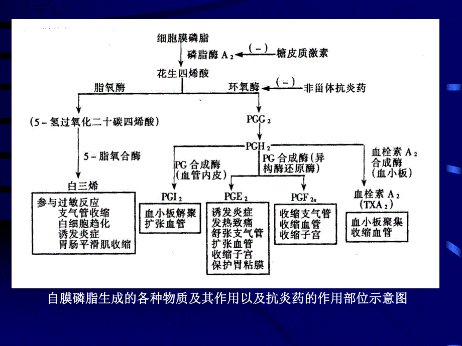 第18章 解热镇痛抗炎药.ppt_第3页