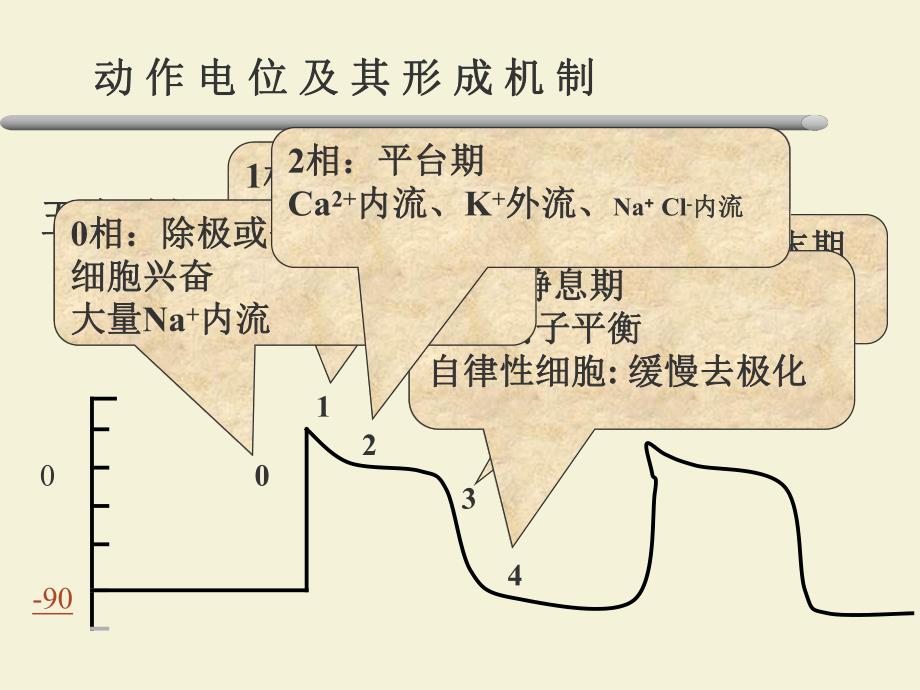 第19章抗心律失常药名师编辑PPT课件.ppt_第3页