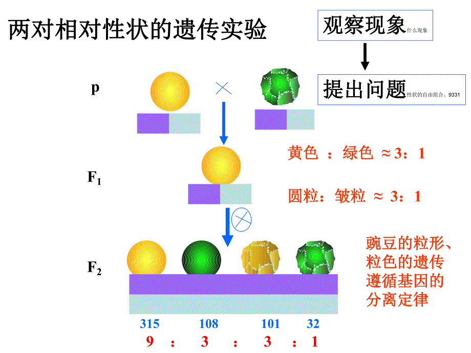 第16讲基因自由组合定律.ppt_第3页