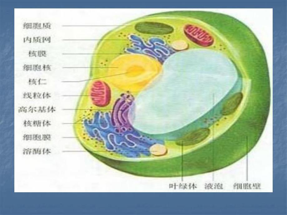 第1章植物细胞的生理基础.ppt_第3页