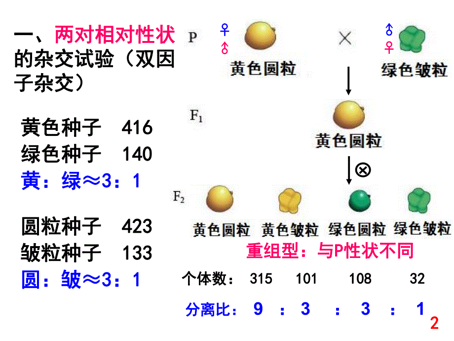 第1章第2节基因自由组合定律1211.ppt_第2页