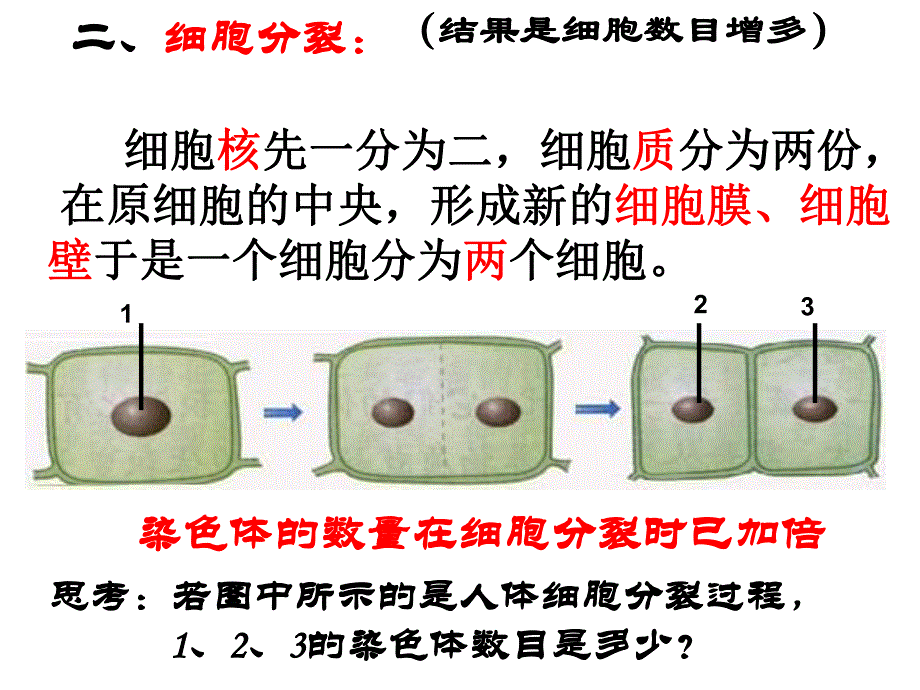 细胞通过分裂产生新细胞.ppt精品教育.ppt_第2页