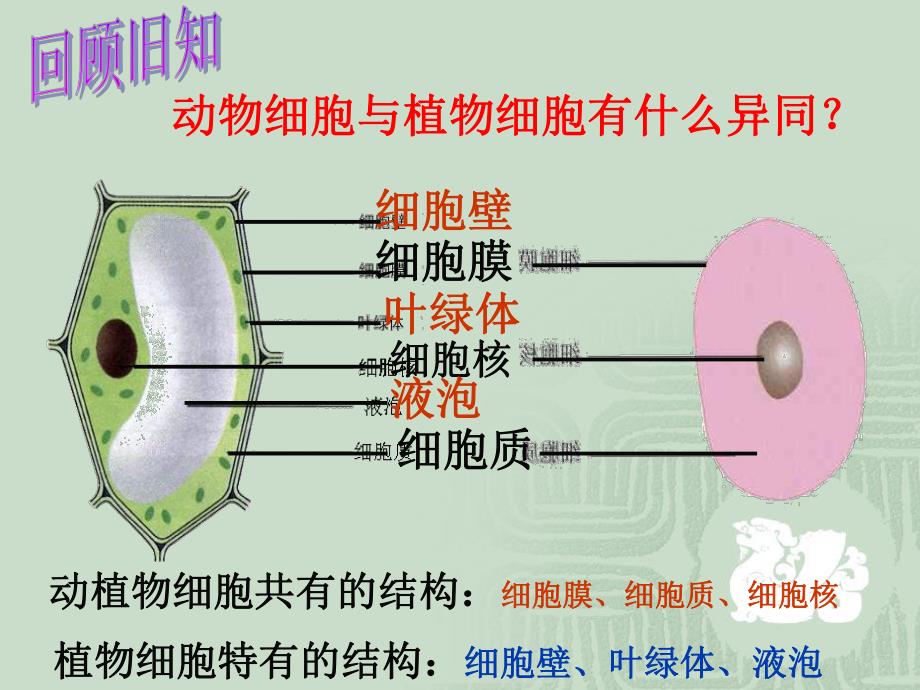 细胞的生活四课时精品教育.ppt_第1页