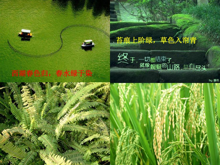 藻类、苔藓、蕨类植物精品教育.ppt_第2页