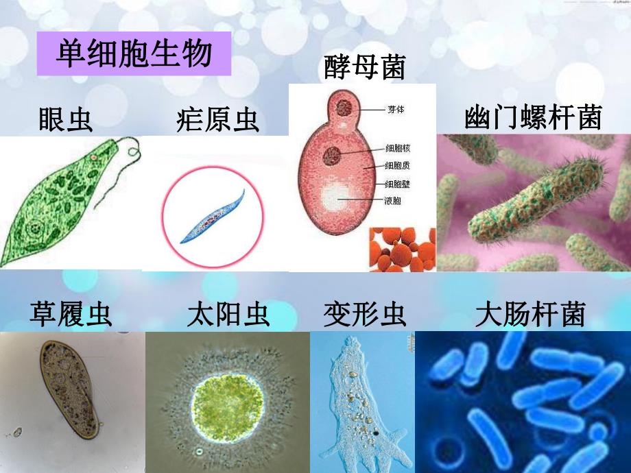 物种的多样性精品教育.ppt_第3页