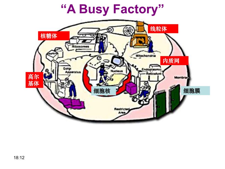 细胞器系统内的分工合作精品教育.ppt_第1页