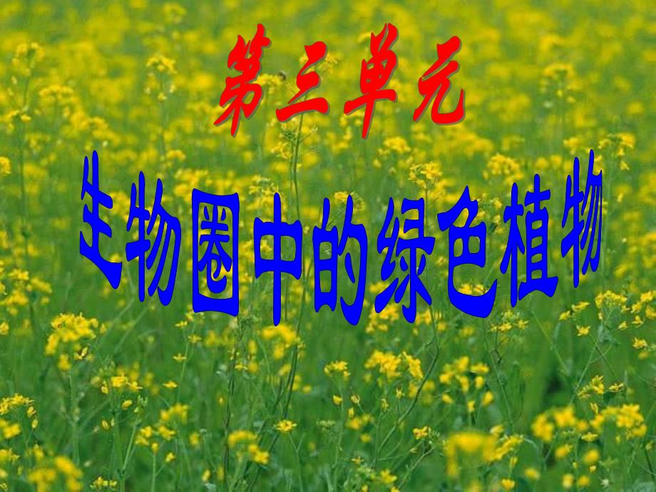 藻类苔藓与蕨类植物精品教育.ppt_第1页