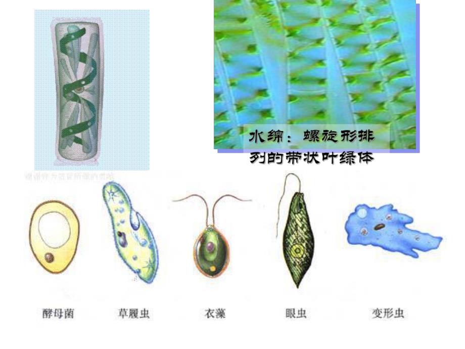 细胞的多样性与统一性精品教育.ppt_第2页