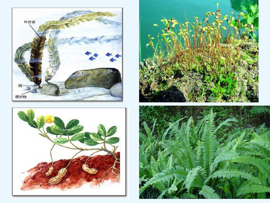 藻类苔藓和蕨类植物精品教育.ppt_第2页