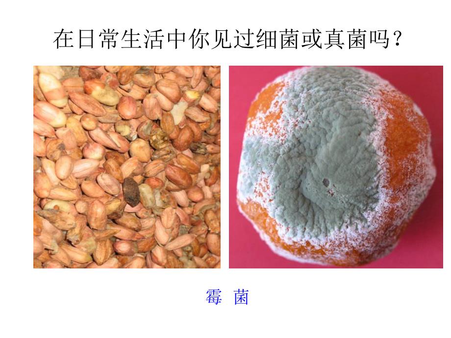 细菌和真菌的分布31p精品教育.ppt_第3页