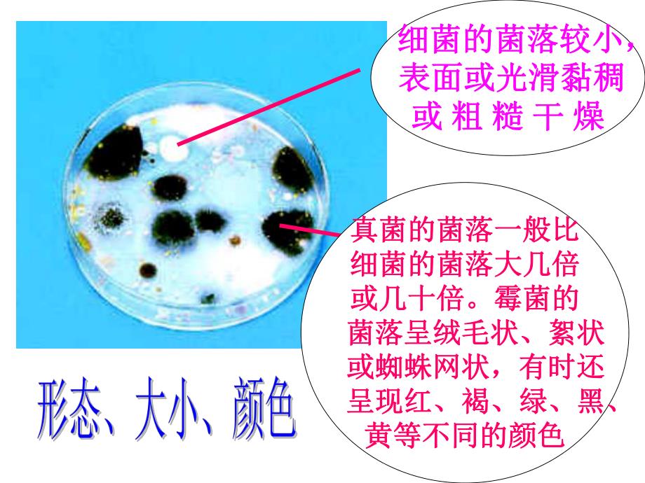 细菌、真菌、病毒精品教育.ppt_第2页