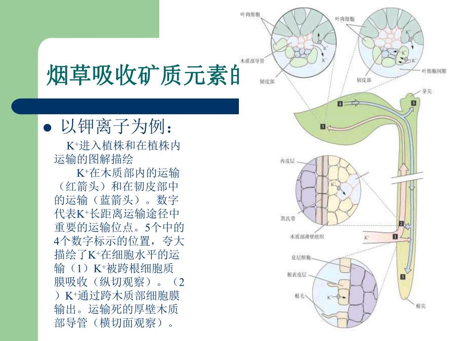 影响养分吸收的因素.ppt_第2页