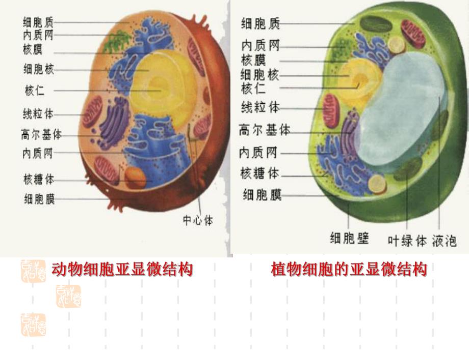 细胞呼吸教学课件精品教育.ppt_第3页