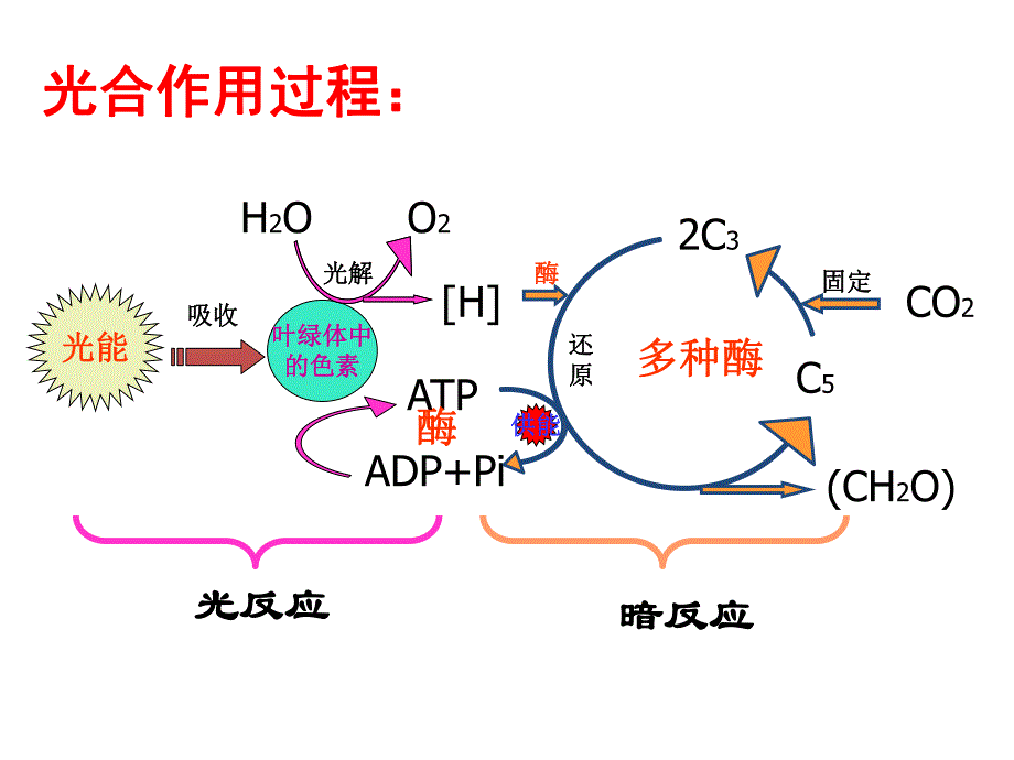 影响光合作用因素公开课.ppt_第2页