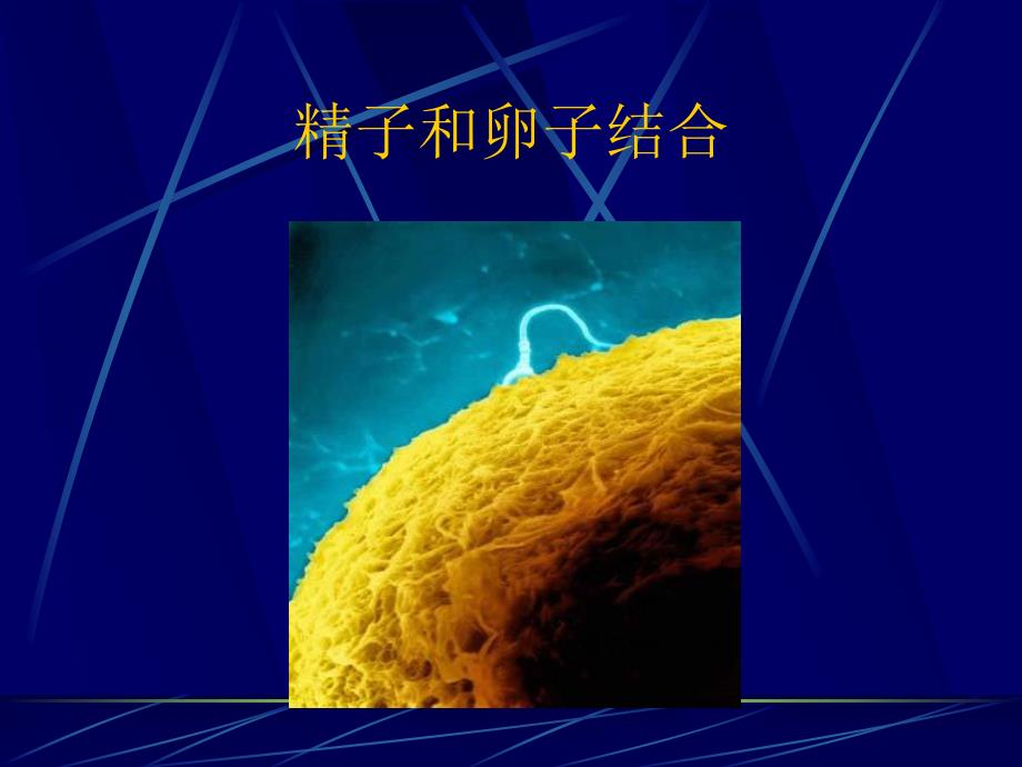 影响心理发展的遗传因素名师编辑PPT课件.ppt_第3页