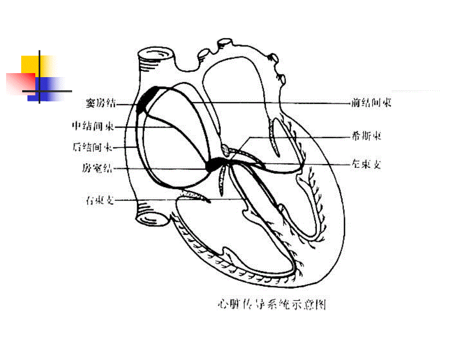 心律失常名师编辑PPT课件.ppt_第3页