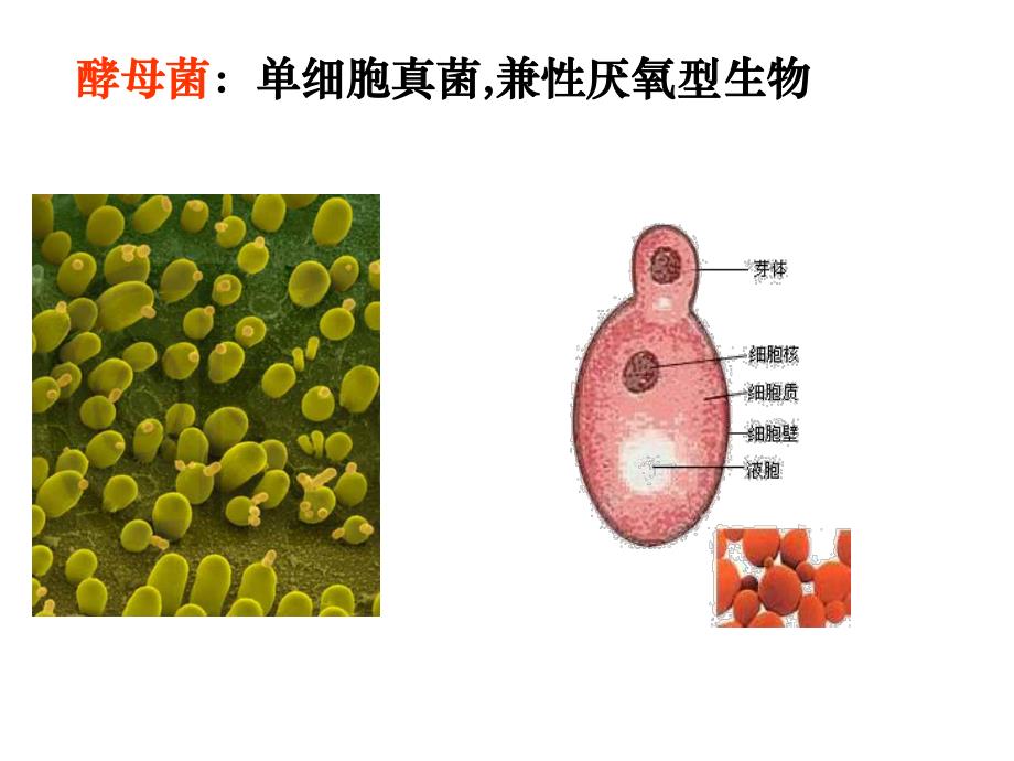 细胞呼吸原理的应用1111精品教育.ppt_第3页