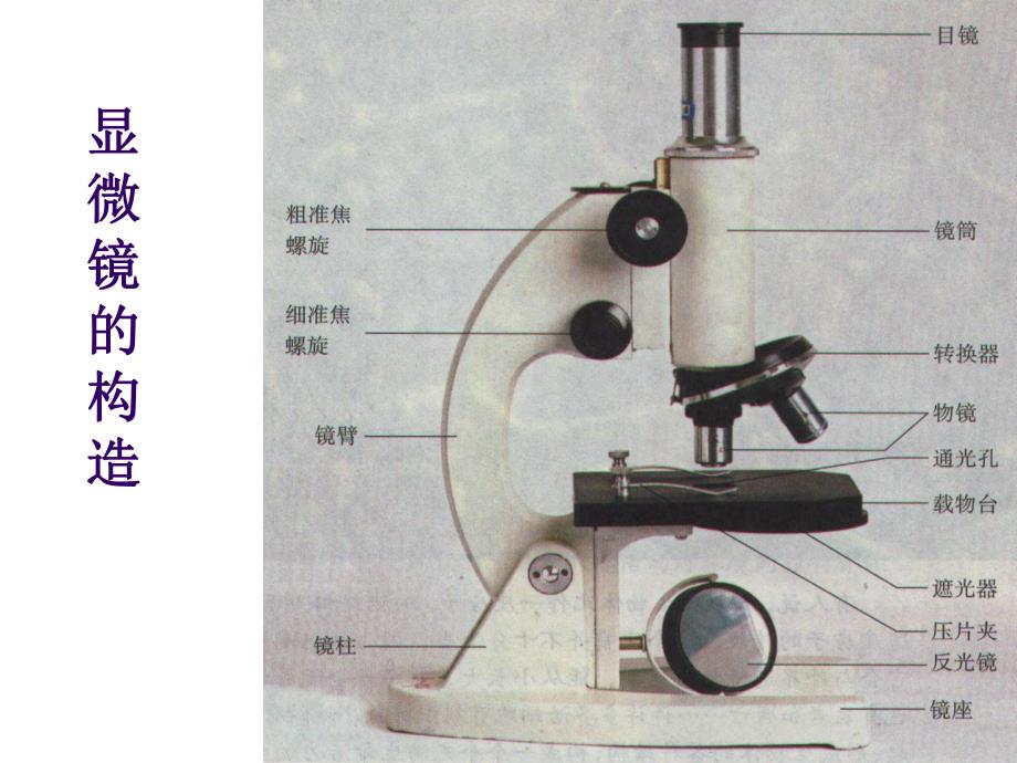 细胞的多样性和统一性课件张红艳精品教育.ppt_第2页