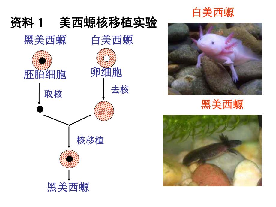 细胞核的课件精品教育.ppt_第3页