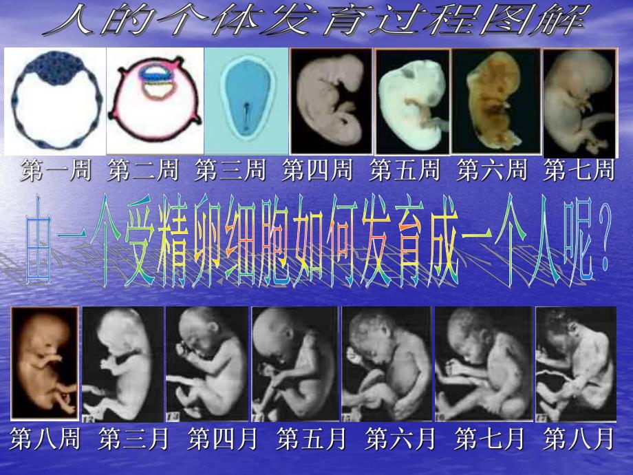 细胞的分化.ppt精品教育.ppt_第2页