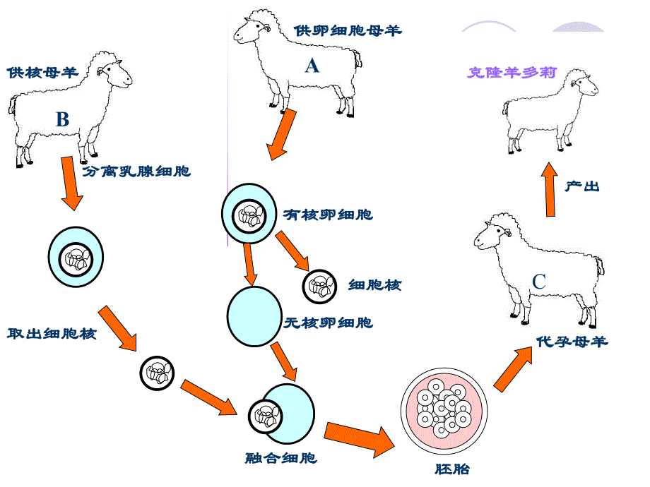 细胞核是遗传信息库ppt精品教育.ppt_第3页