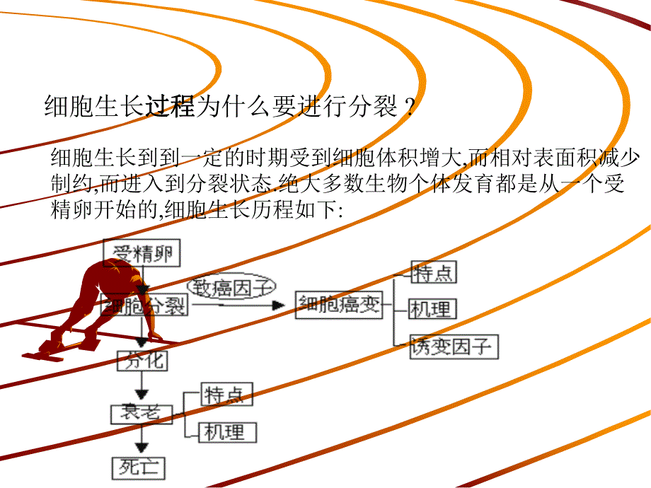 细胞的分化衰老精品教育.ppt_第2页