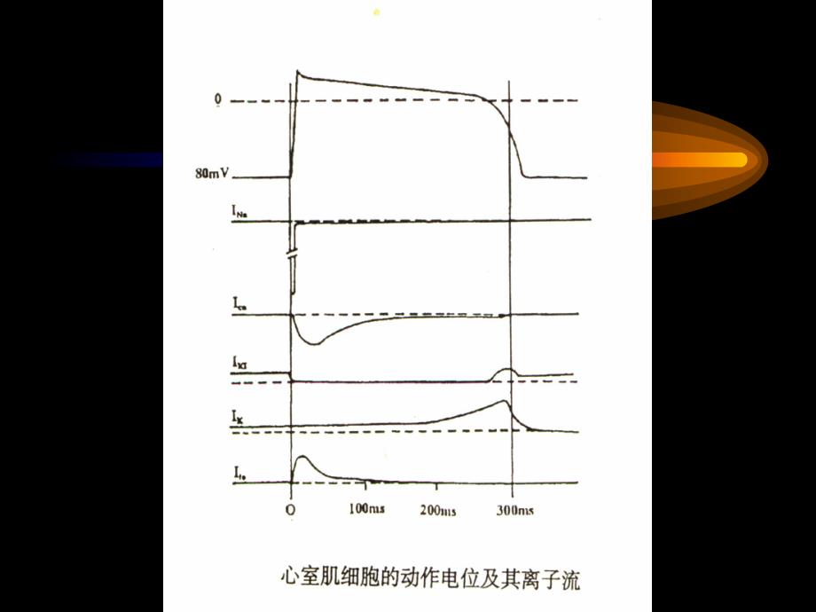 心律失常发生机理名师编辑PPT课件.ppt_第2页