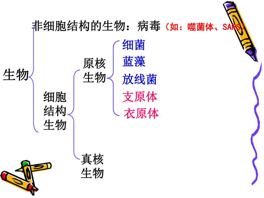 细胞的类型和结构精品教育.ppt_第3页