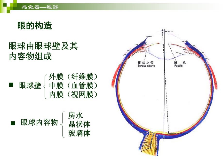 感觉器官视器.ppt_第2页