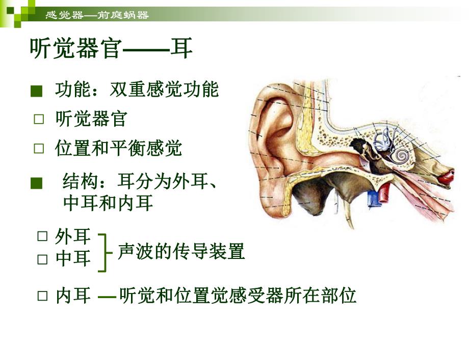 感觉器官耳.ppt_第2页