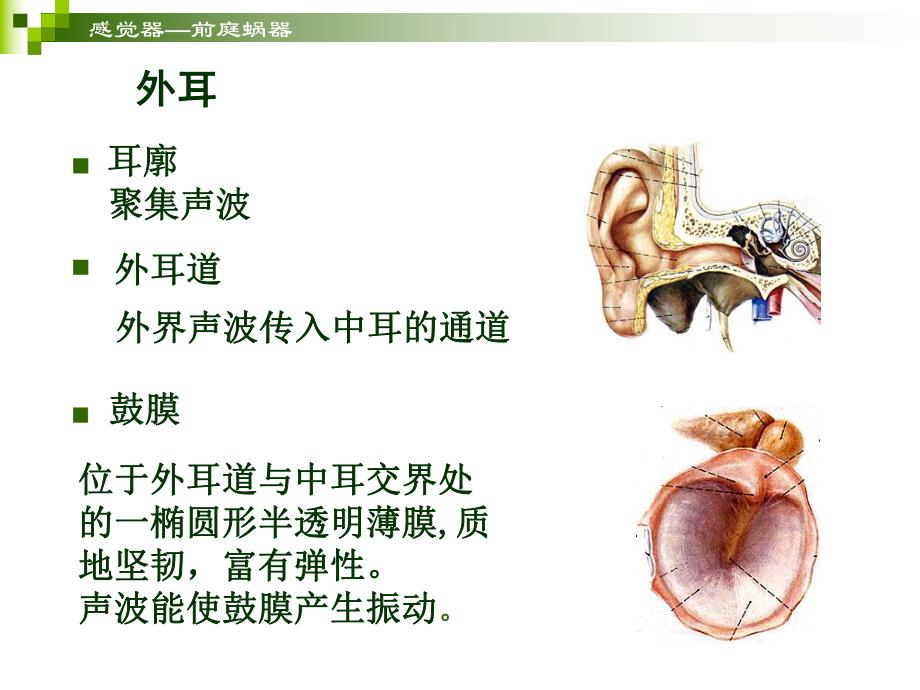 感觉器官耳.ppt_第3页