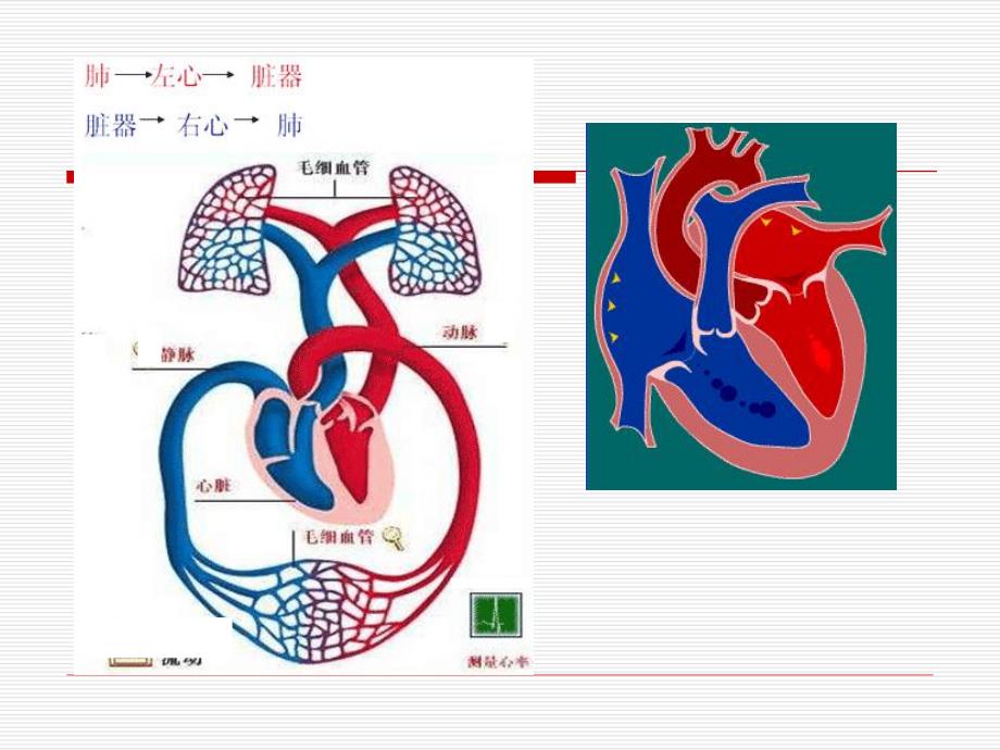 心衰的病因及机制.ppt_第3页