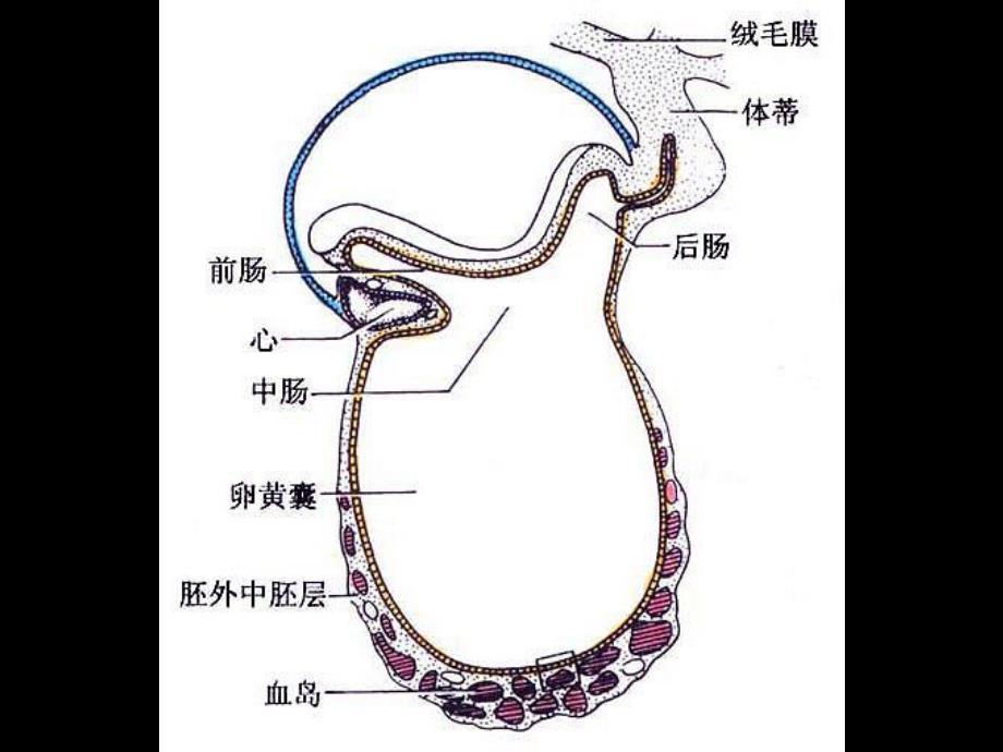 心血管系统的发生.ppt_第3页