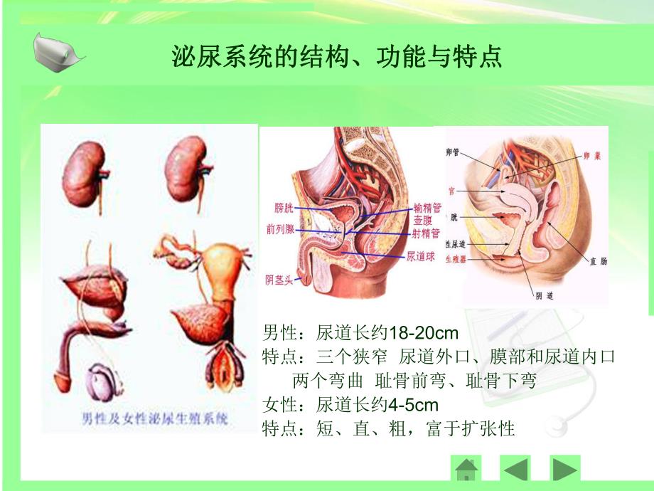 尿失禁与护理ppt.ppt_第3页