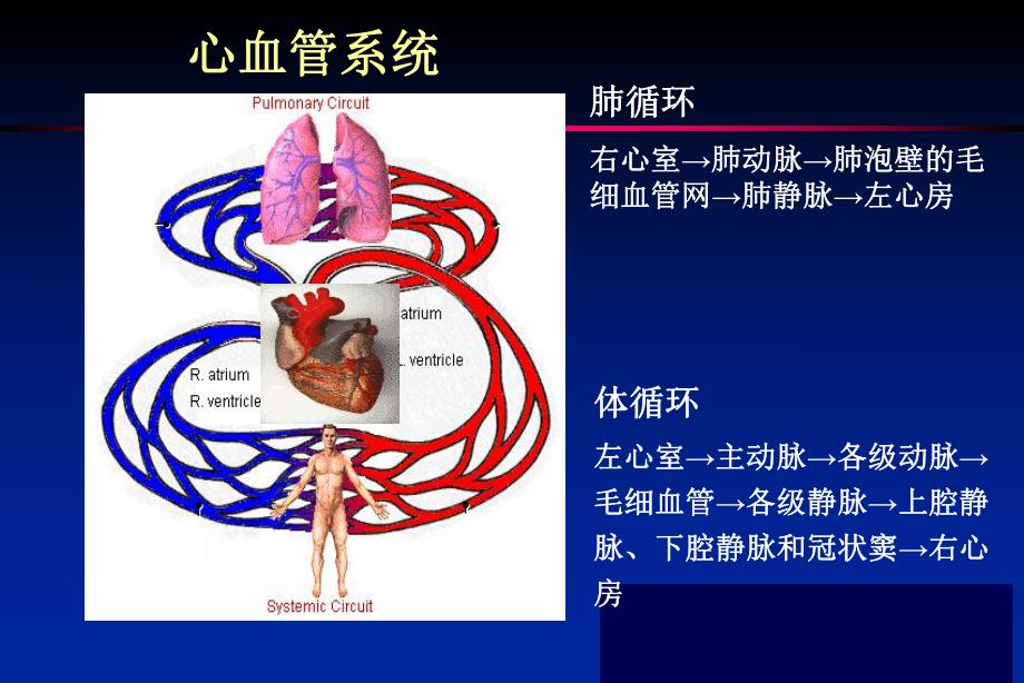 心血管预防保健.ppt_第2页