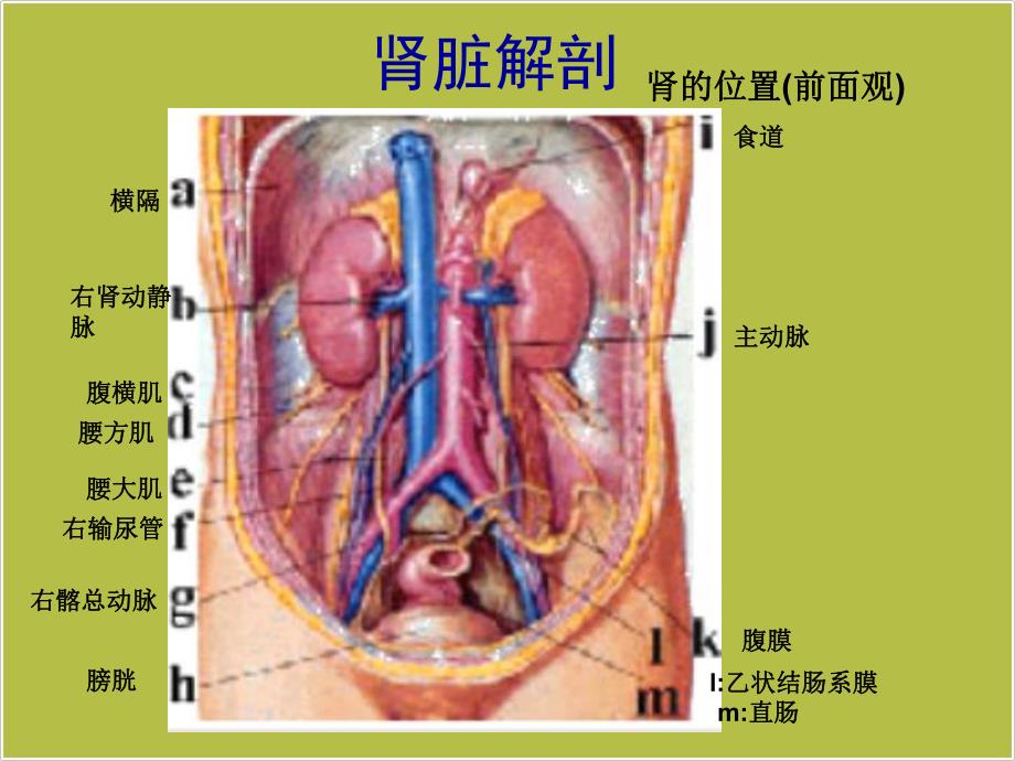 急性肾功能衰竭ppt课件.ppt_第3页