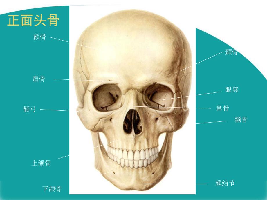 头部肌肉讲解.ppt_第3页