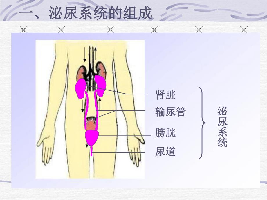 尿的形成和排出1.ppt_第2页