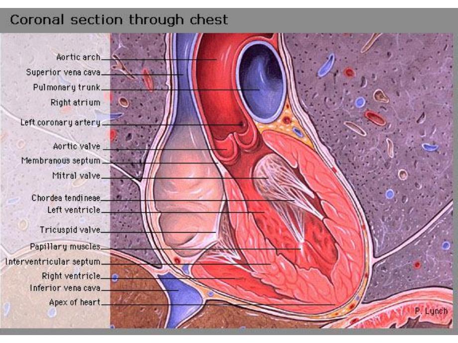 心脏解剖与心壁分区.ppt_第1页