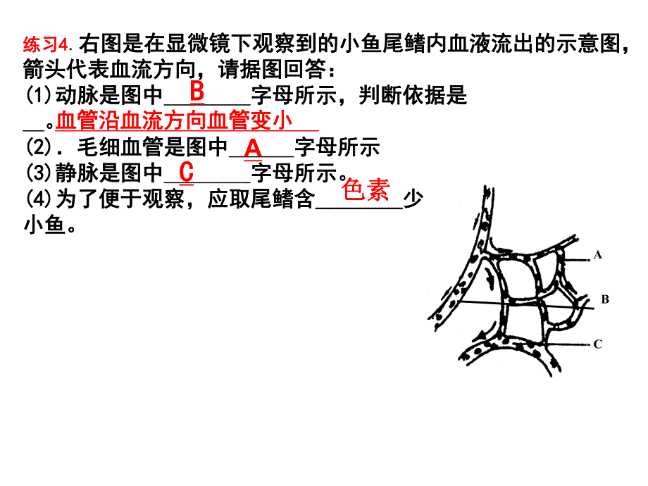 心脏结构及血液循环途径.ppt_第2页