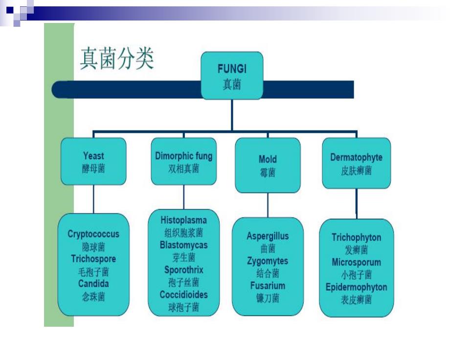 抗真菌药物专业版名师编辑PPT课件.ppt_第2页