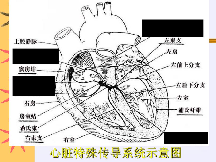 正常心电图解读.ppt_第2页