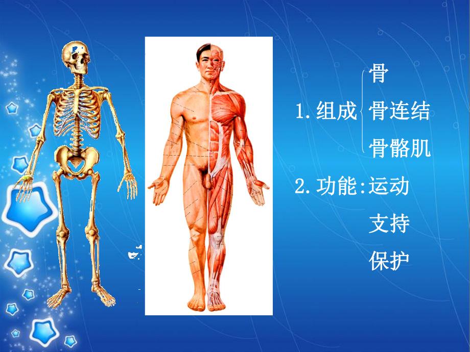 支持与运动骨.ppt_第2页