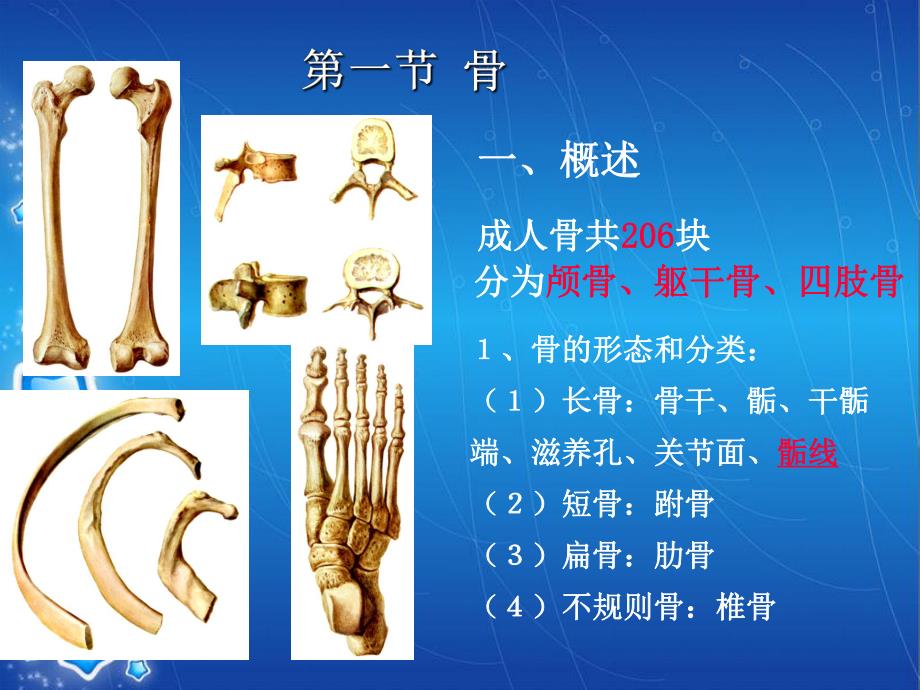 支持与运动骨.ppt_第3页