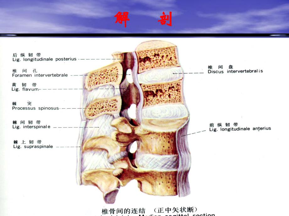 椎间盘突出的影像学表现.ppt_第3页