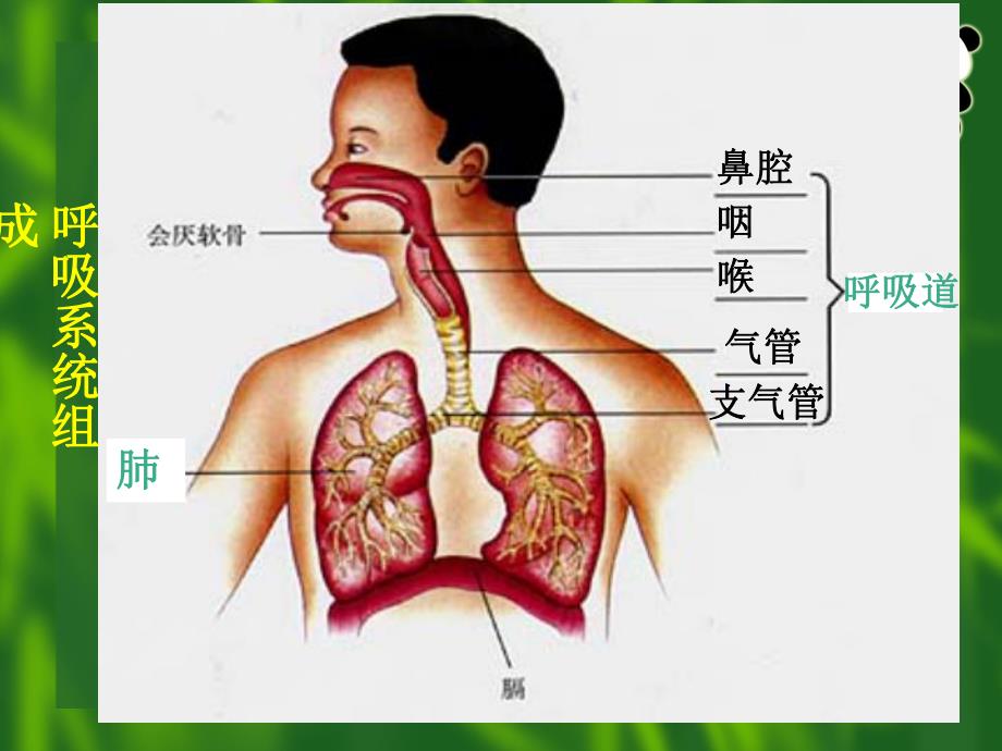 呼吸道对空气的处理.ppt_第2页